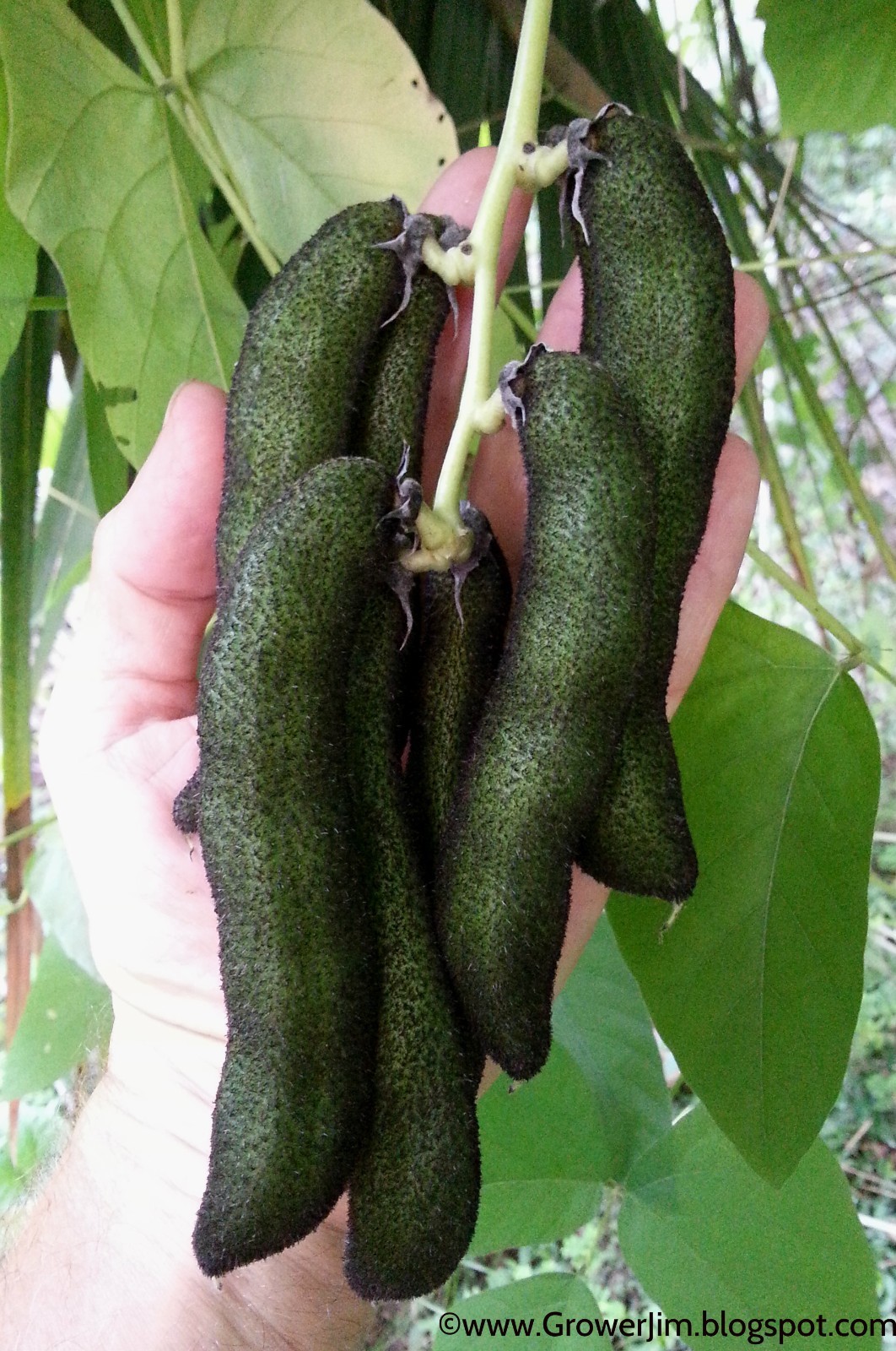 Velvet bean (Mucuna pruriens), itchless cultivar seeds gallery