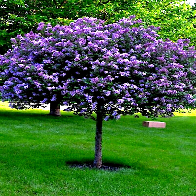 20 Common Lilac Purple Flower Tree Seeds Fragrant Hardy Perennial Garden Plant gallery
