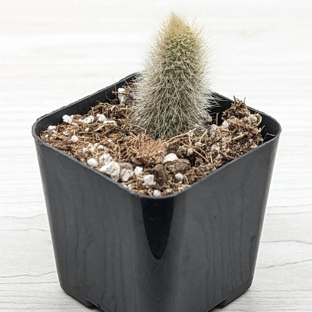 Cactus Plant - Monkey Tail - 1 inch + Long - Live Plants In 3" Pot (SM)