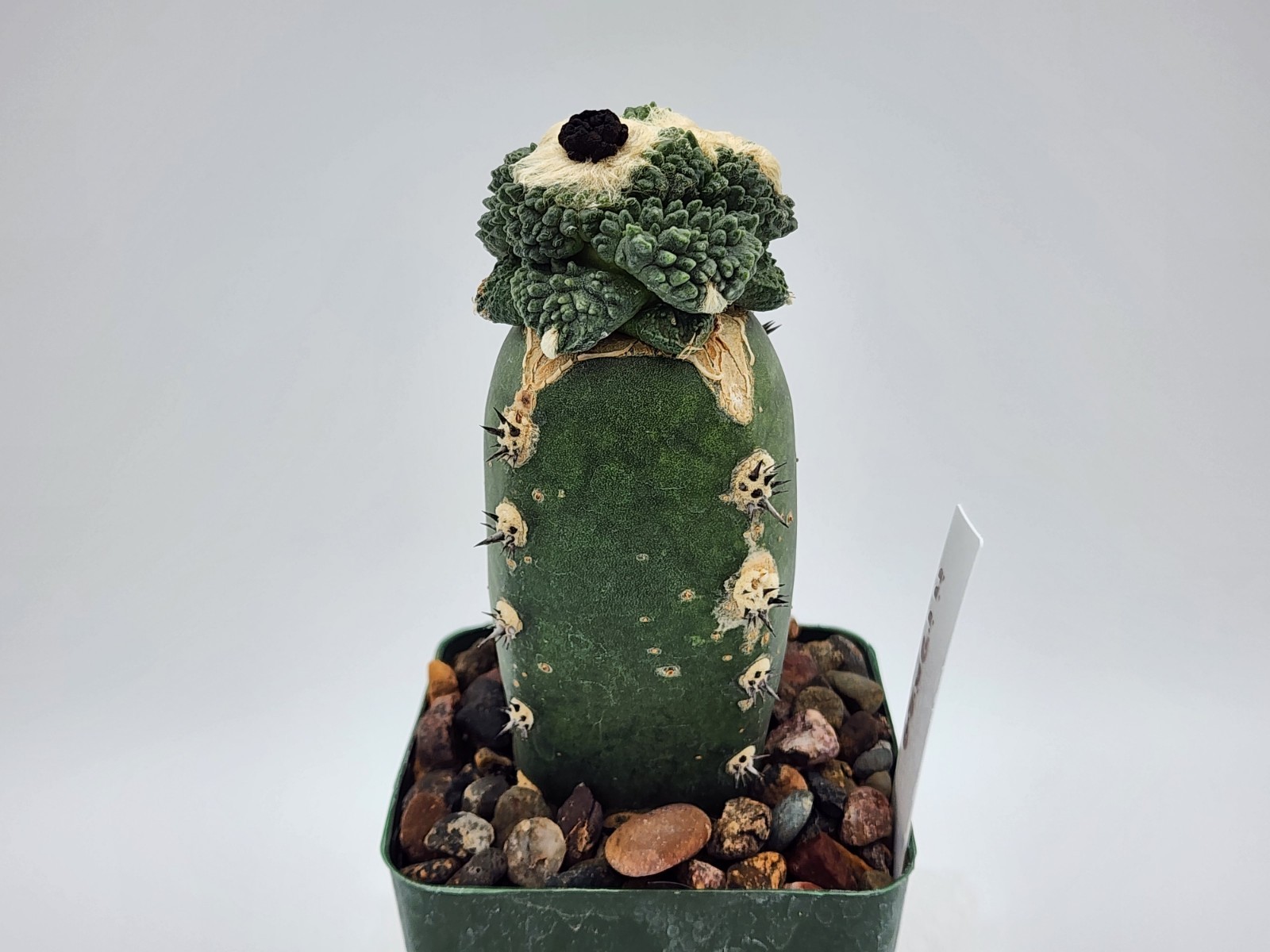 A. f. cv Godzilla Coral - Grafted gallery