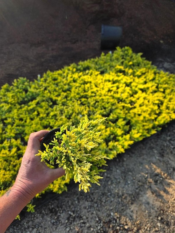 ( 1 ) - Lime Glow Spreading Juniper - Starter Plant ( 7m ) ( 1 live plant ) gallery