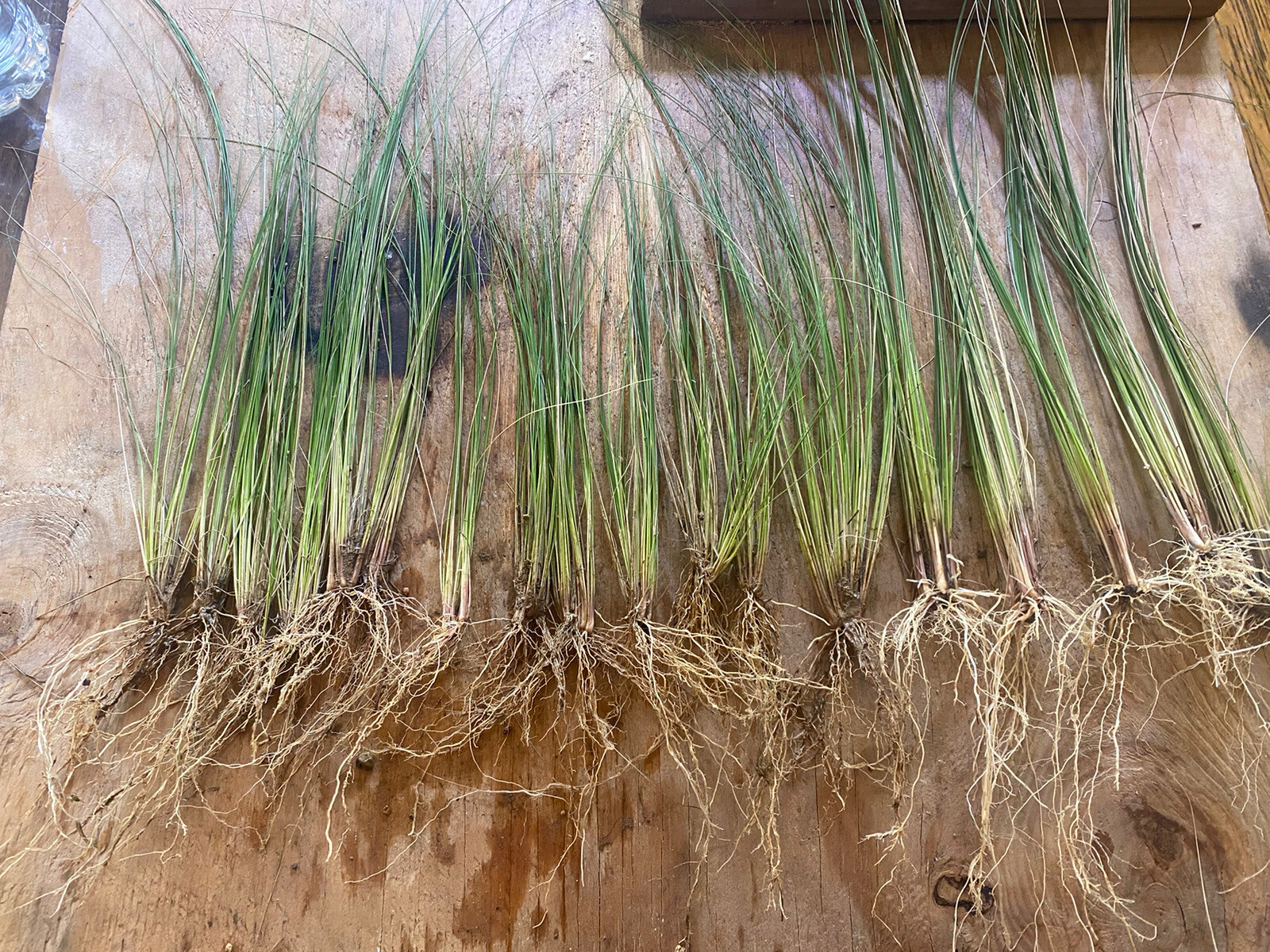 LIVE MEXICAN FEATHER GRASS 10 STARTER PLUGS, STIPA, HARDY, ORNAMENTAL US SELLER gallery