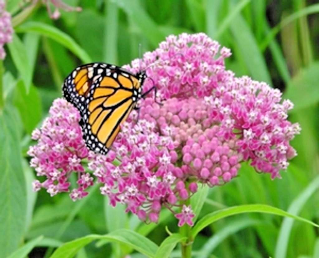 51+SWAMP ROSE MILKWEED Seeds Native Wildflower Patio Container Flower Garden gallery