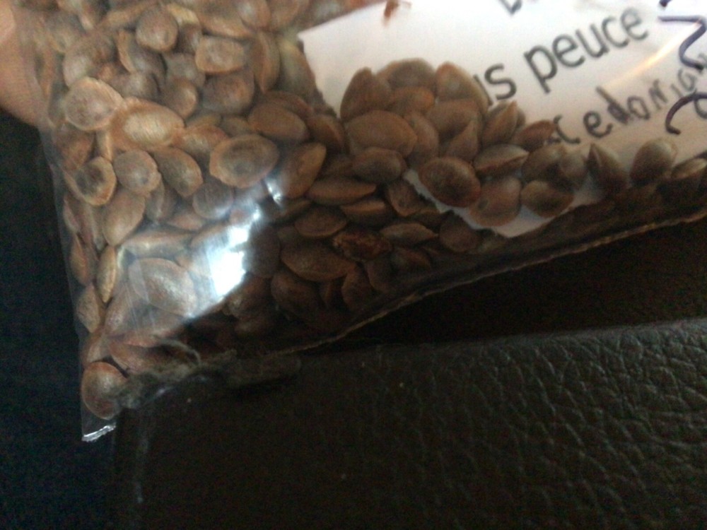 Eastern Red Cedar Tree Seeds