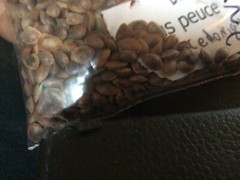 Eastern Red Cedar Tree Seeds