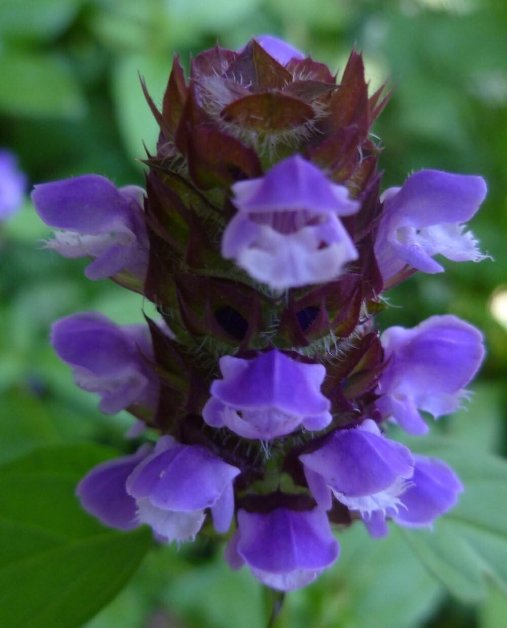 Self Heal - Live Rootball - Prunella vulgaris gallery