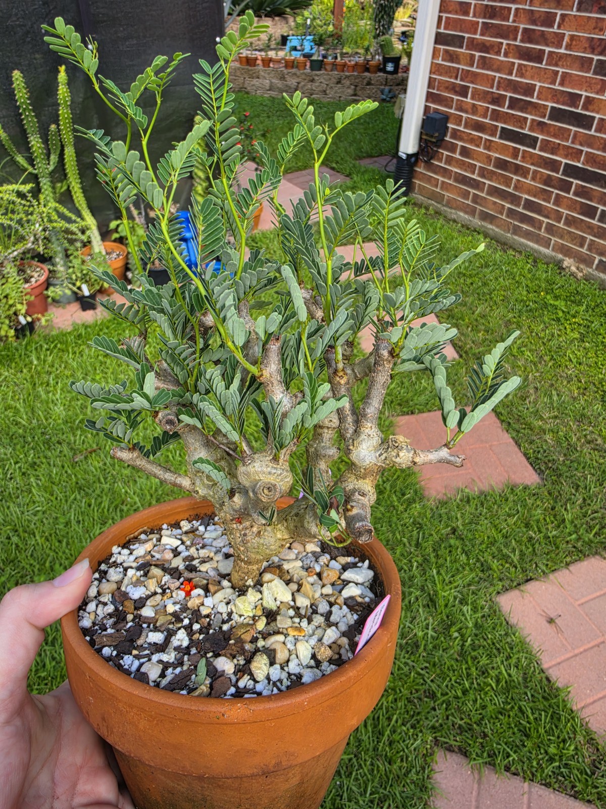 Senna Meridionalis Rare Live Succulent Bonsai Plant gallery
