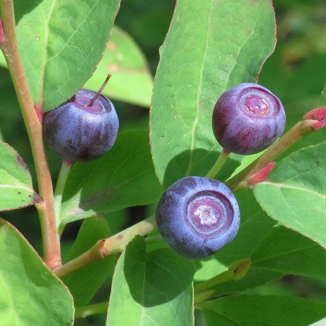Big Huckleberry Seeds for Planting (30 Seeds) - Vaccinium membranaceum gallery