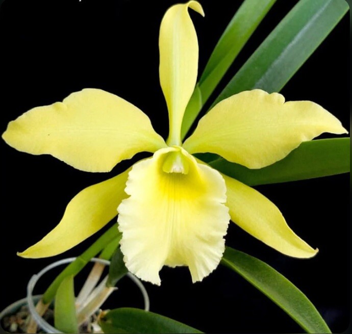 Rlc Everything Nice ‘Showtime’ Green White Fragrant Mericlone Orchid 2.5” Pot gallery