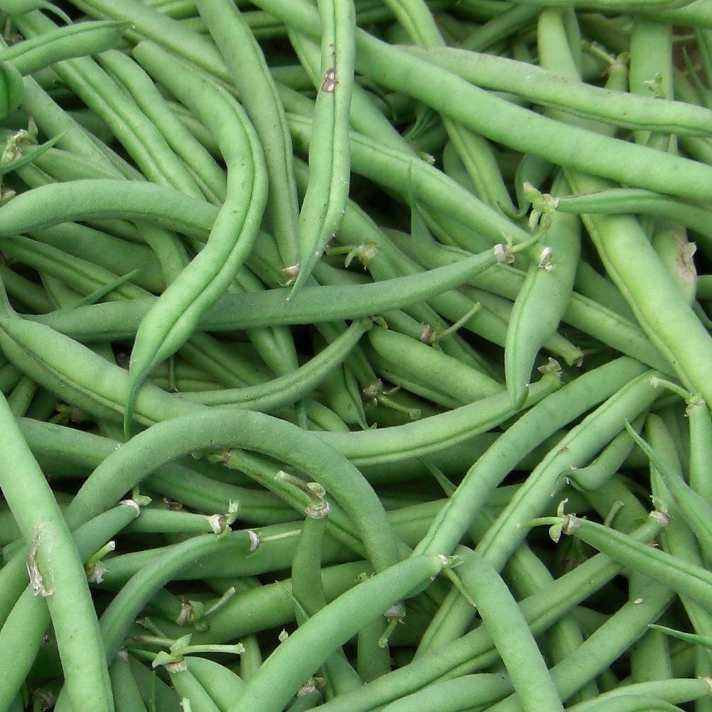 Burpee Stringless Green Bean Seeds, NON-GMO, Variety Sizes Sold, FREE SHIPPING gallery