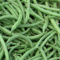 Burpee Stringless Green Bean Seeds, NON-GMO, Variety Sizes Sold, FREE SHIPPING