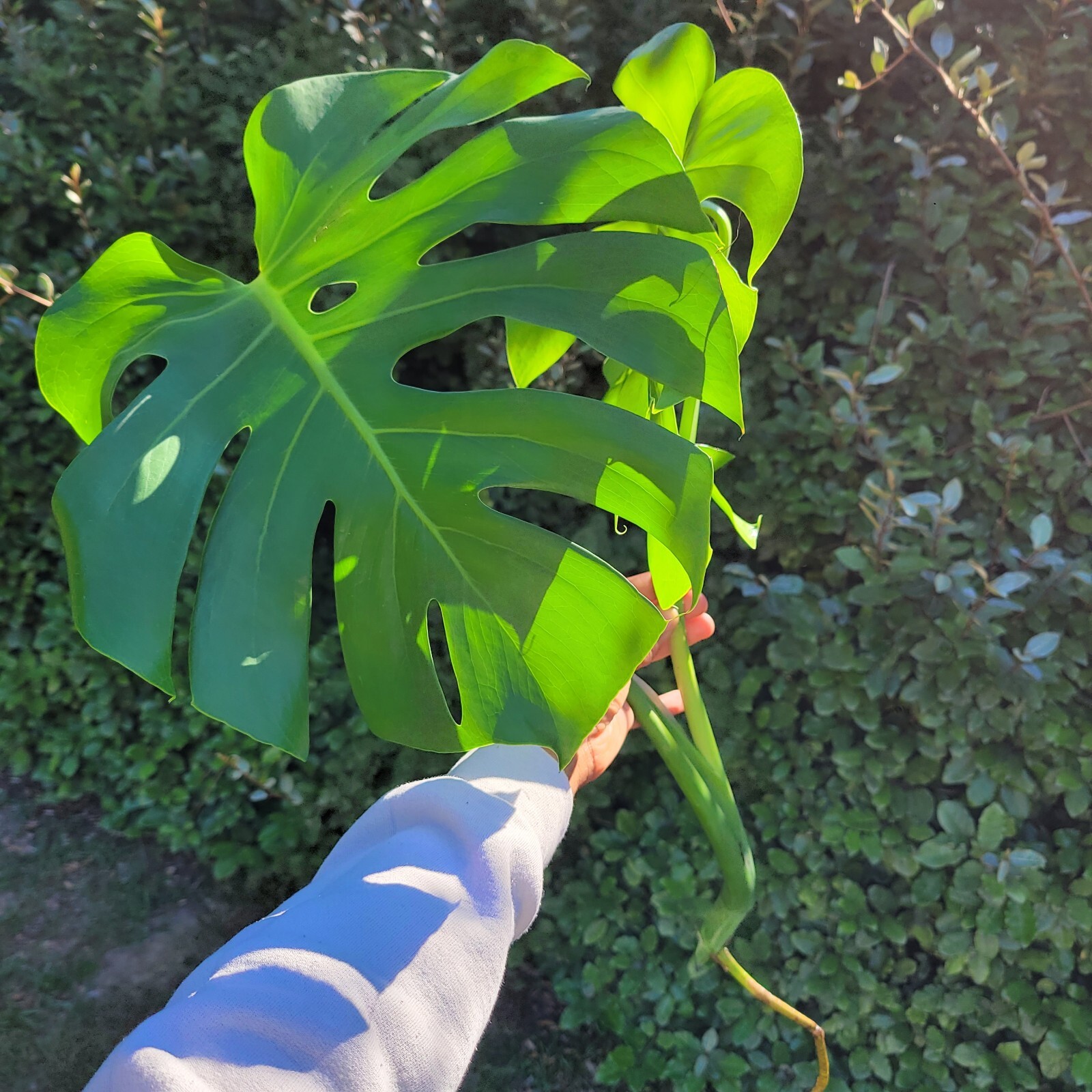 Large Monstera Deliciosa Rooted Cutting, Tropical Live Plant, Swiss Cheese Plant gallery