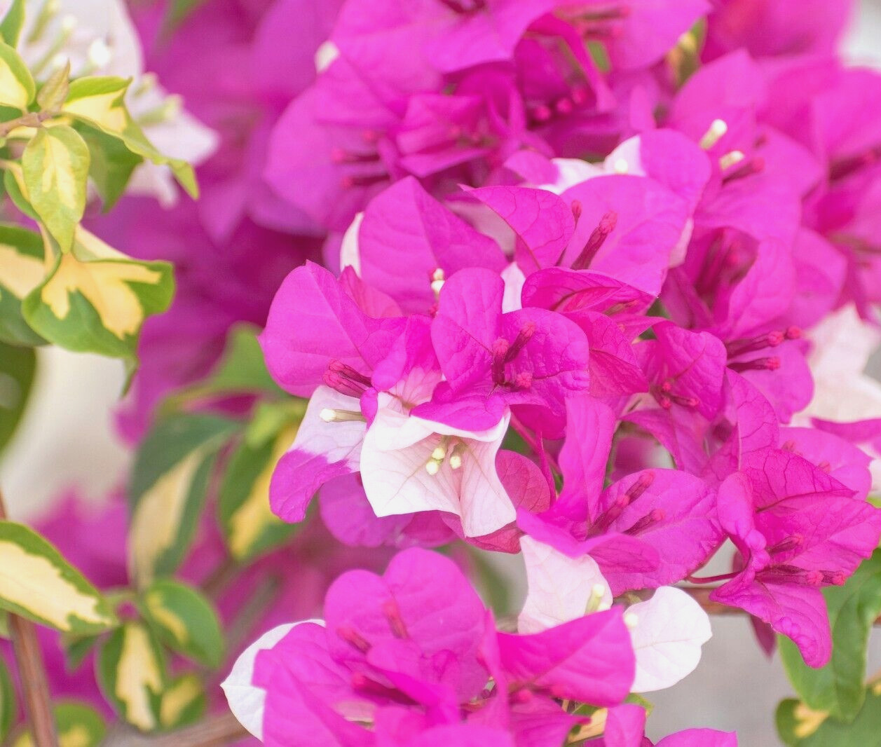 Bougainvillea "Raspberry Ice" Live Plant - Well rooted starter/plug plant 3" pot gallery