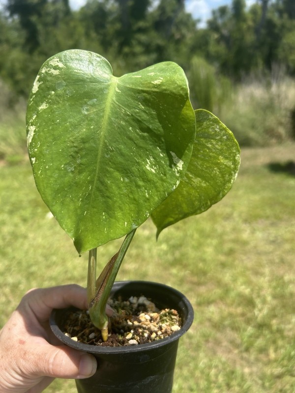 monstera mint variegated Live Plant gallery