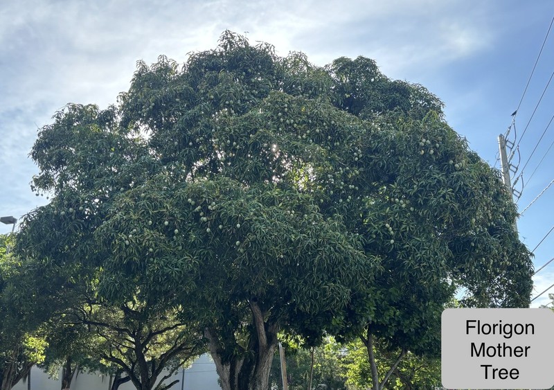 $100 $200+ Grafted Mango Tree FORGETABOUTIT Polyembryonic Clone 2 Yrs To Fruit gallery