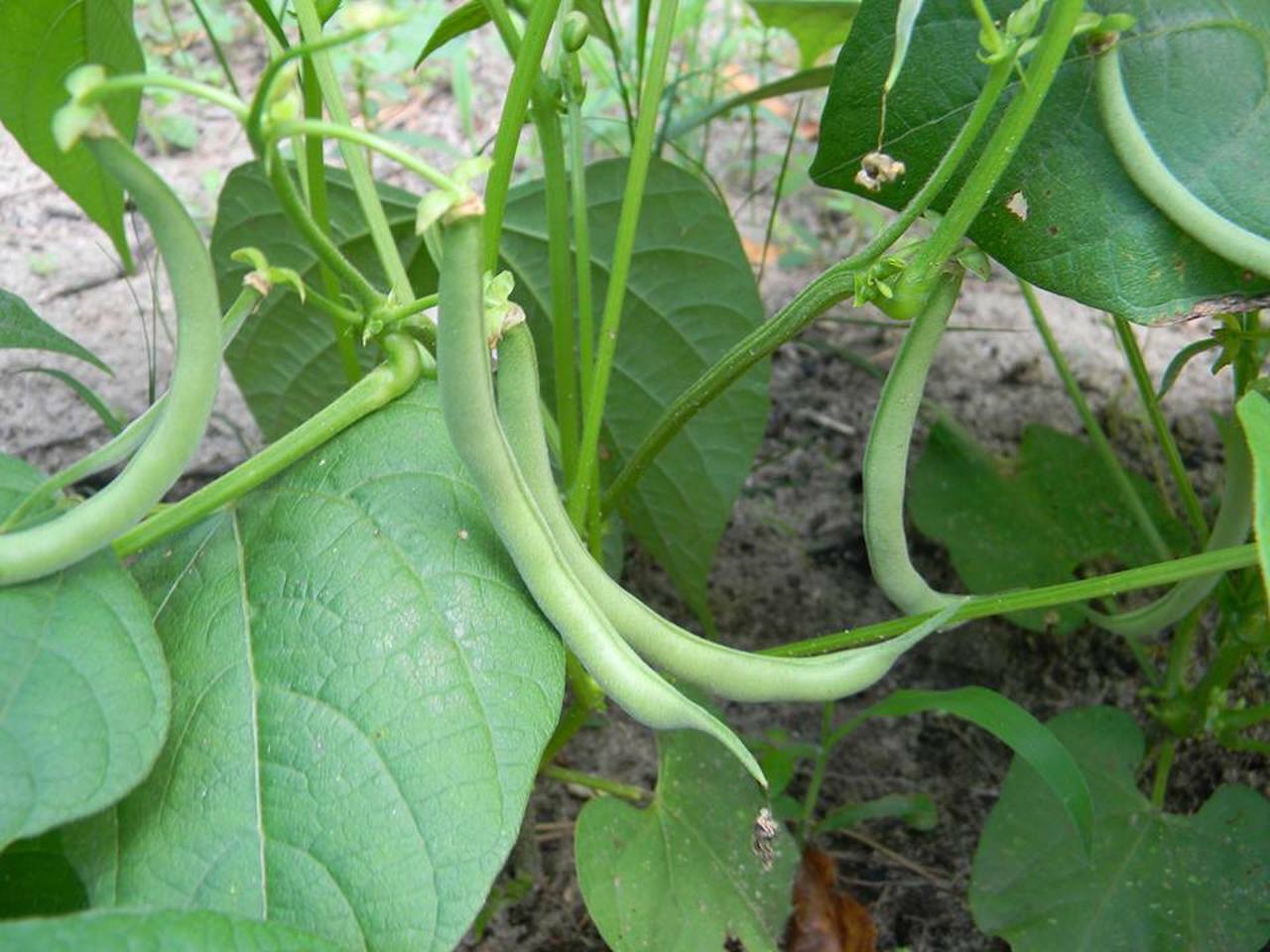 Contender Bush Green Bean Seeds, NON-GMO, Early Harvest, Stringless, FREE SHIP gallery