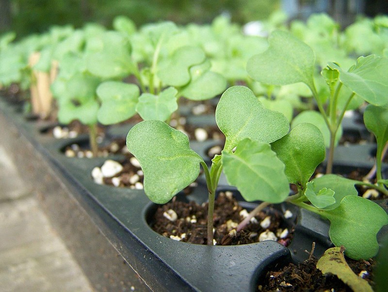 Broccoli Seeds for Sprouting — Kosher, Raw, Vegan — by Food to Live gallery