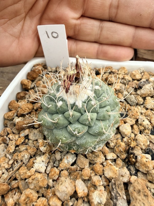 Strombocactus Disciformis Cactus gallery