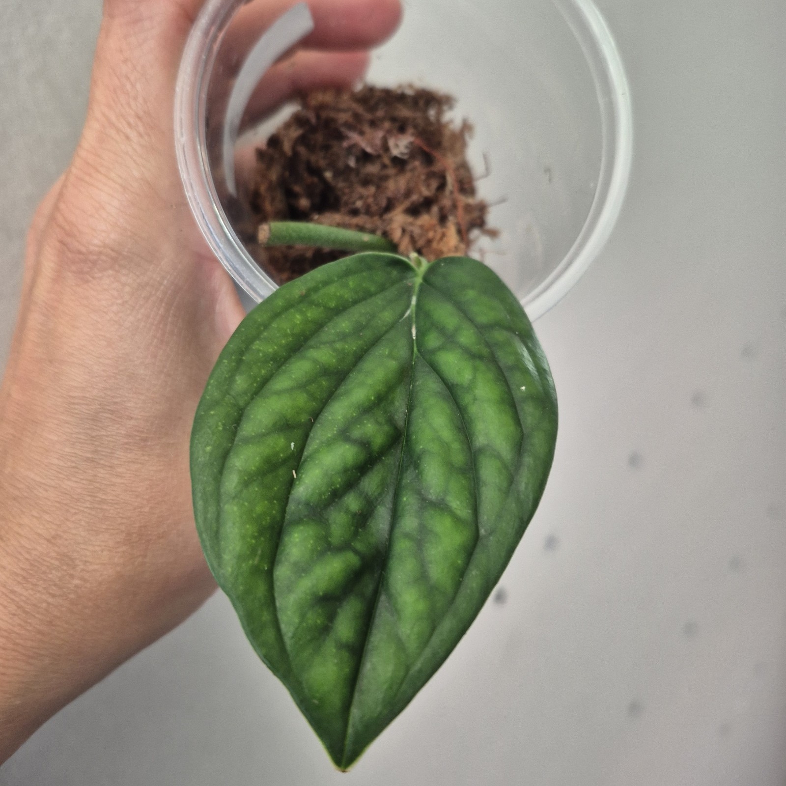 Monstera Peru - Monstera karstenianum - Starter Plant - 2.5 Inch gallery