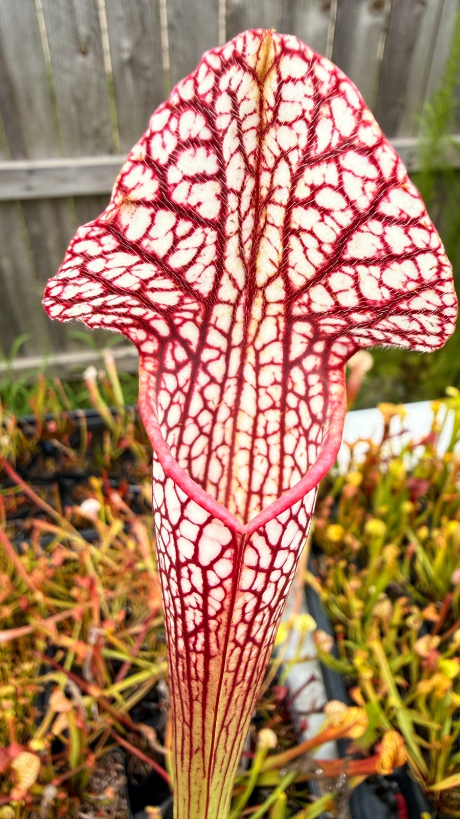 Sarracenia - 🔥🔥 20-213 Fuzzy Addington Hybrid x Tall Leuco 🔥🔥 gallery