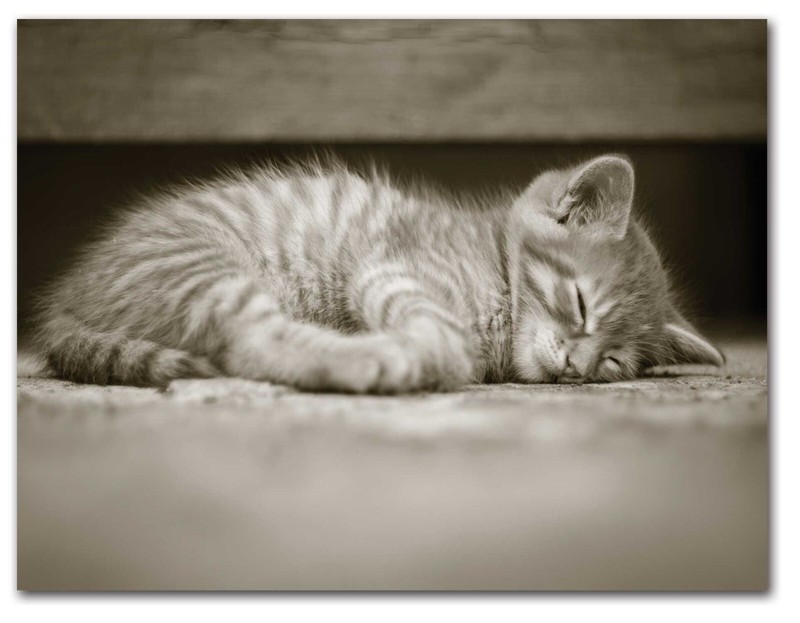 Sleeping Kittens Note Cards-Blank Inside-5.5"x4.25"-12 Pack gallery