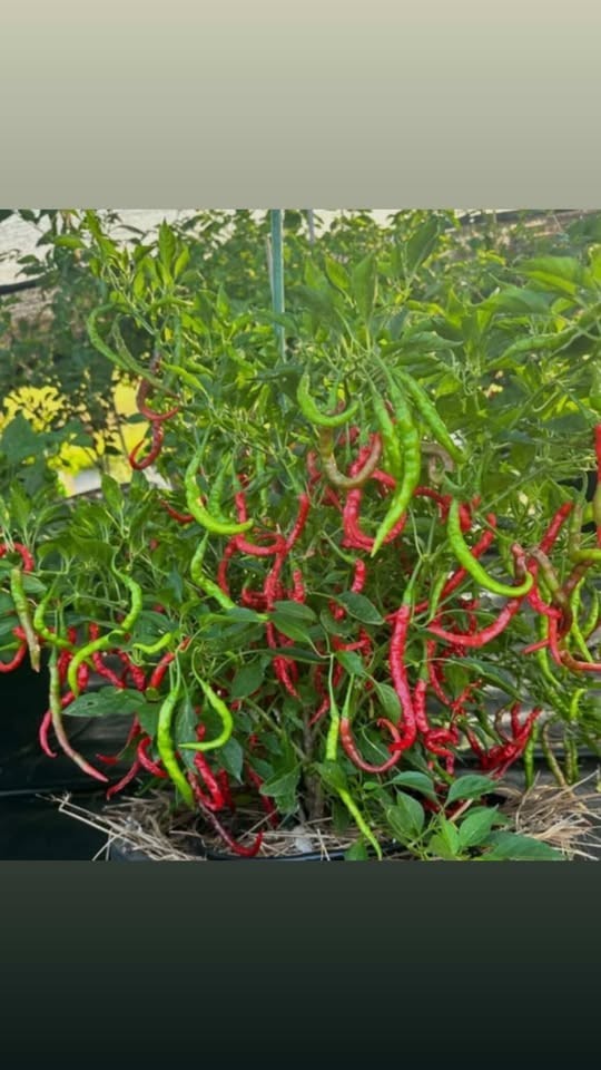 Chile de Árbol Seeds (200 Count) 🌶️ | Easy to Grow | Heirloom | Fresh Seeds 🔥 gallery