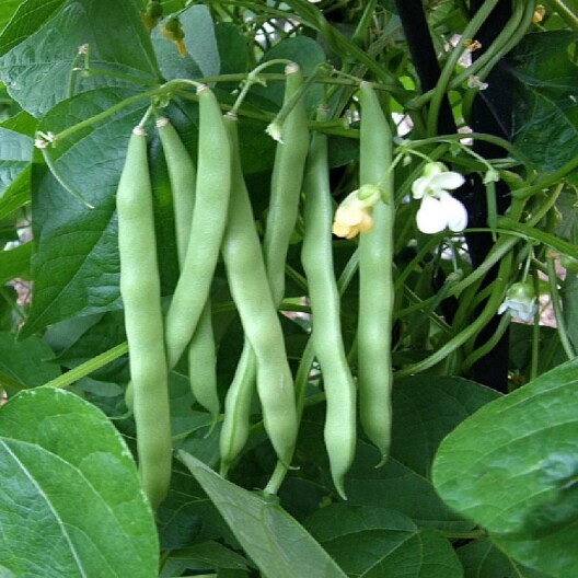 Blue Lake Pole Bean Seed, Packed in Resealable Foil Packaging, Heirloom, NON GMO gallery