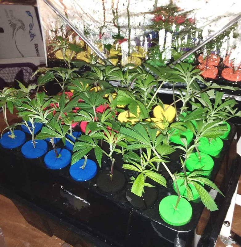 1.625 Inch Cloning Collars 72 Pack and 12 Aeroponic Cloner Sprayers for Clone M gallery