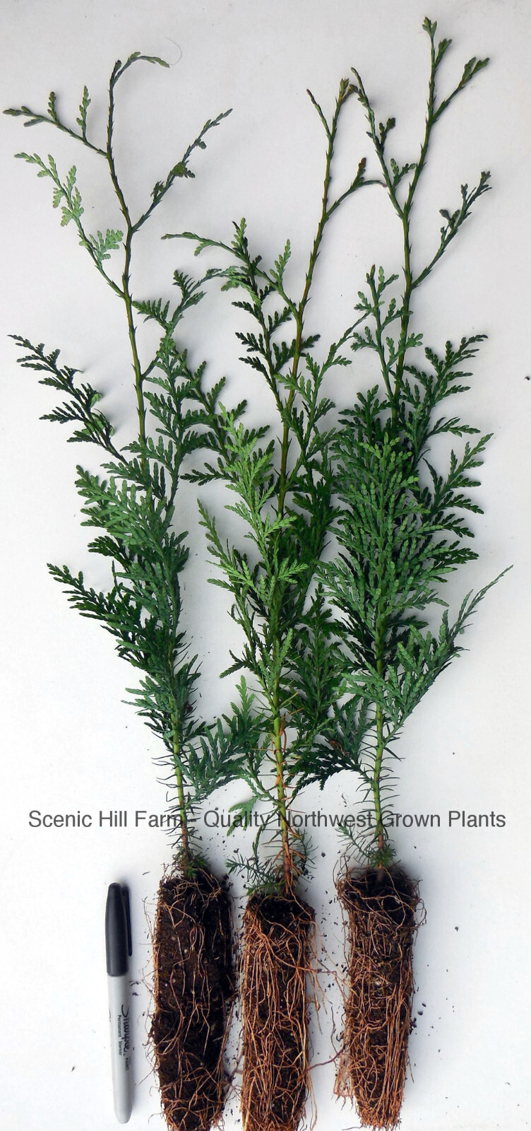 Western Red Cedar Tree, - Potted Seedlings - 12"-18" Tall (Thuja plicata) gallery