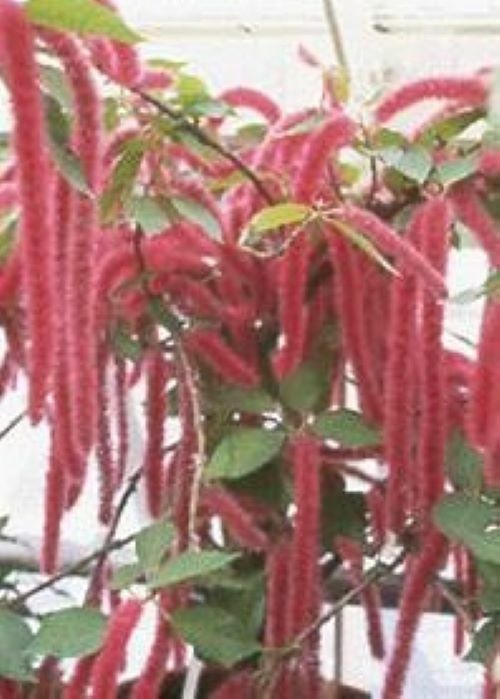 *GIANT CHENILLE*Acalypha Hispida*Starter Plant*Attracts Hummingbirds/Butterflies gallery