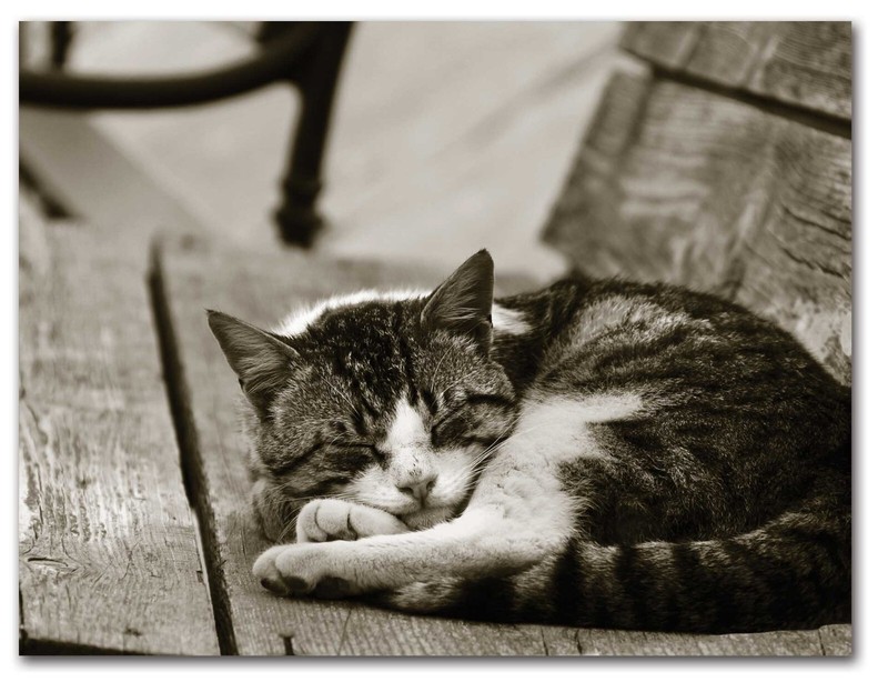Sleeping Kittens Note Cards-Blank Inside-5.5"x4.25"-12 Pack gallery