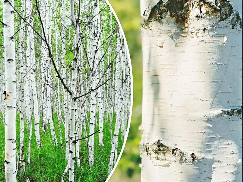 Weeping White Birch Tree - 1 Gram (500+ Seeds) 2023 - Yellow Leaves White Bark gallery