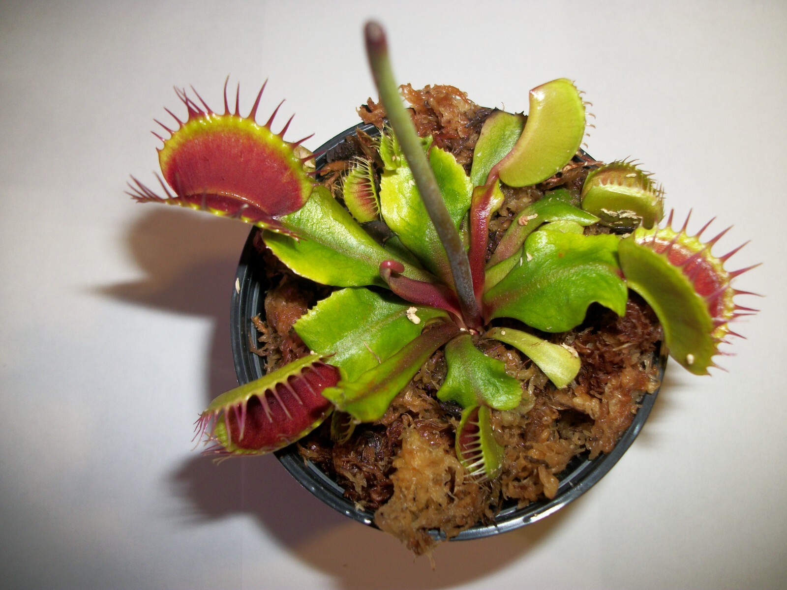 Adult Size Venus Flytrap (Fly Trap Carnivorous Plant) Dionaea Muscipula 3in. pot gallery