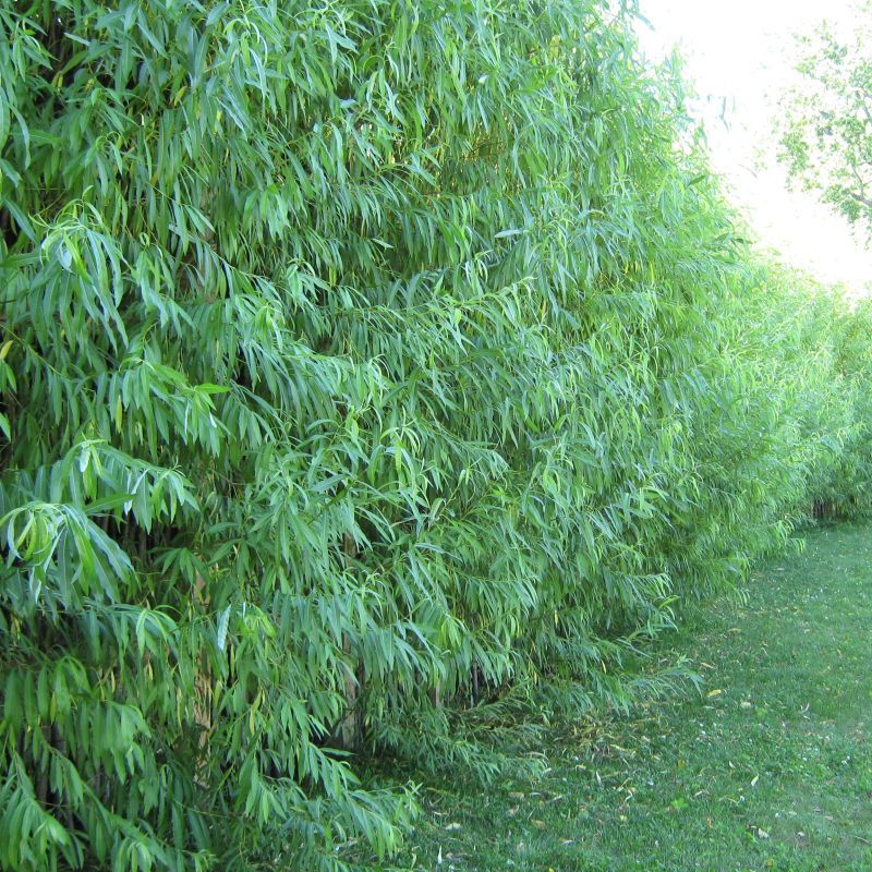 5 Hybrid Aussie Willow Trees - Fast Growing Privacy and Shade - Easy to Grow gallery