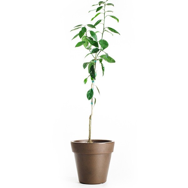 One Brown Select Satsuma Mandarin Tree, 1-2 feet tal, No Ship Az, Ca, Fl, La, Tx gallery