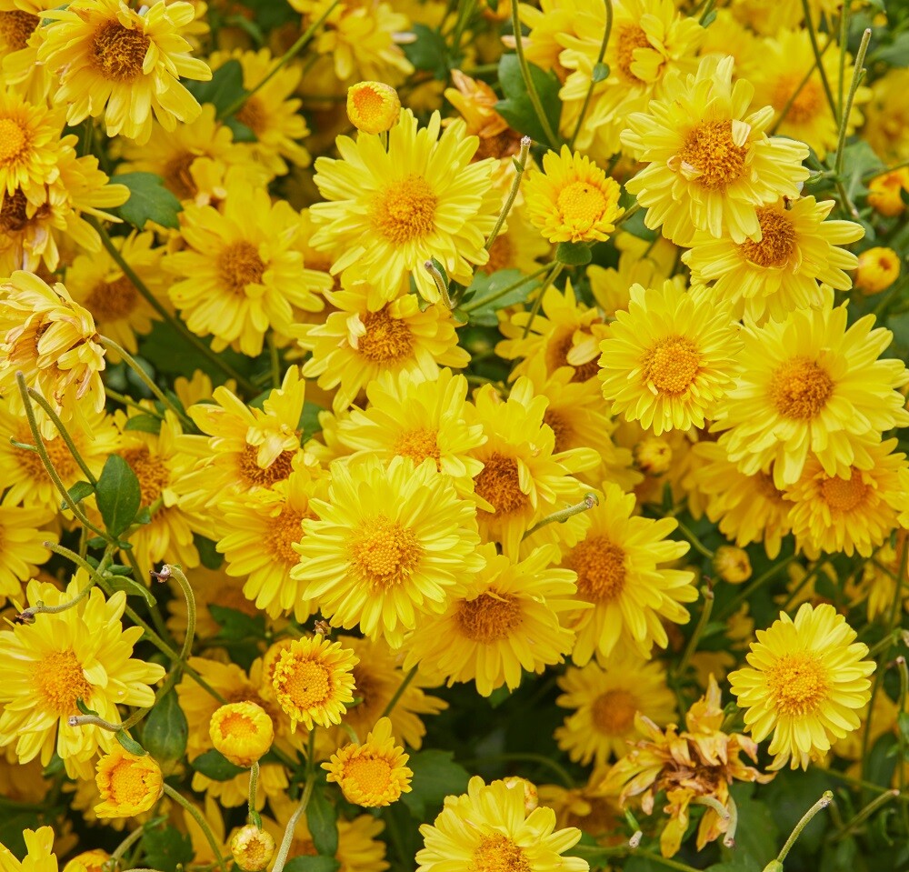 Cosmo Bright Light Flower Seeds | Heirloom | Non-GMO | Fresh Garden Seeds gallery
