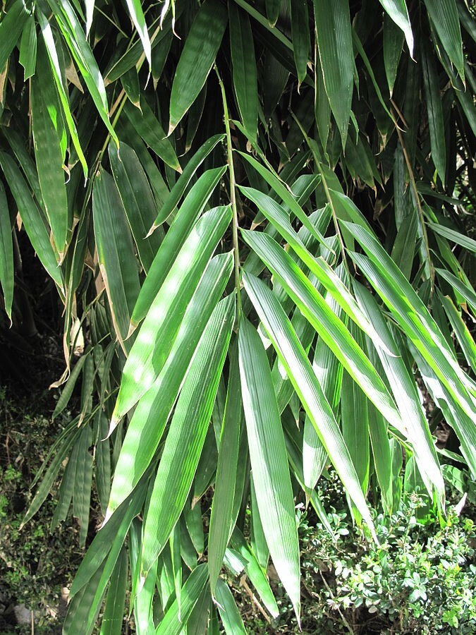10 ROUGH BAMBOO SEEDS - Dendrocalamus asper gallery