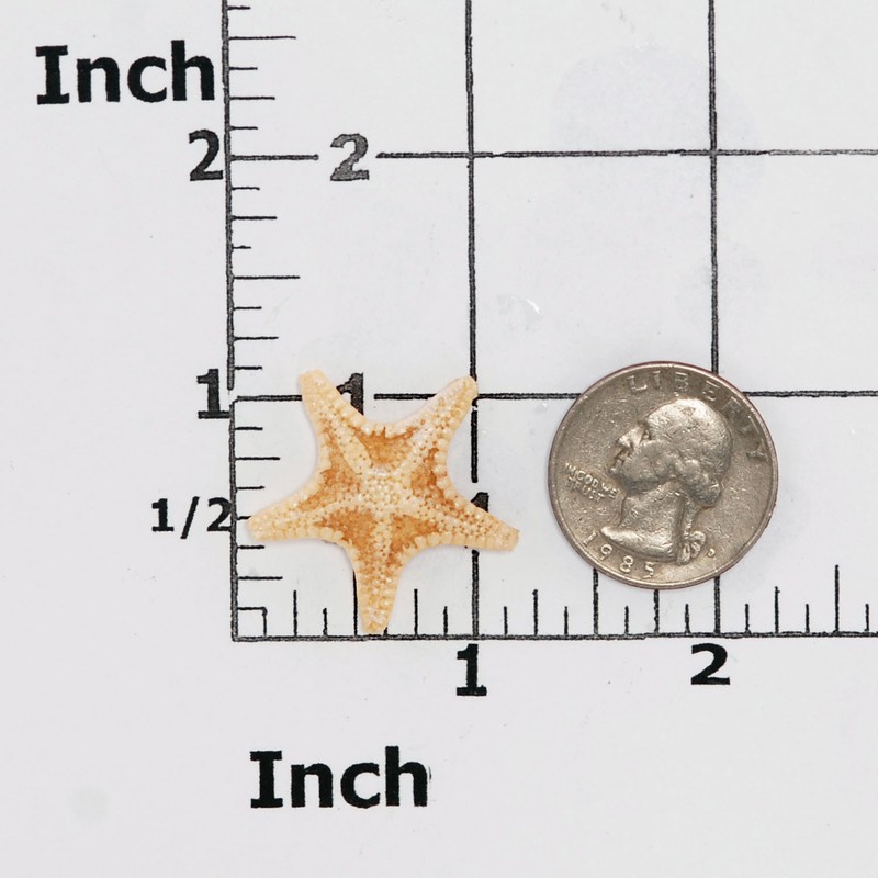 Silicone Mold Knobby Starfish Mold Polymer Clay Resin Mints Candy Fondant (884 gallery