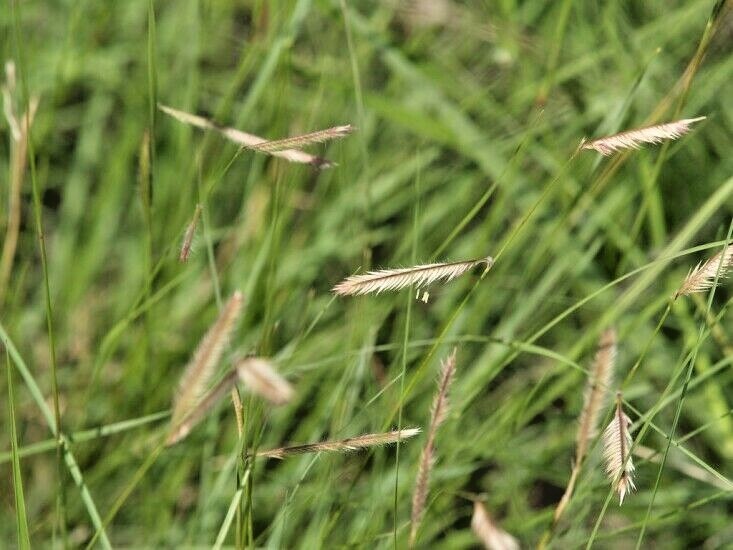 1001+BLUE GRAMA Seeds Native Prairie Grass Drought Poor Soils Low Maintenace gallery