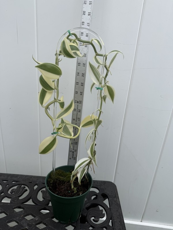 Large Plant 5” WHITE Variegated Vanilla planifolia Orchid Variegata gallery