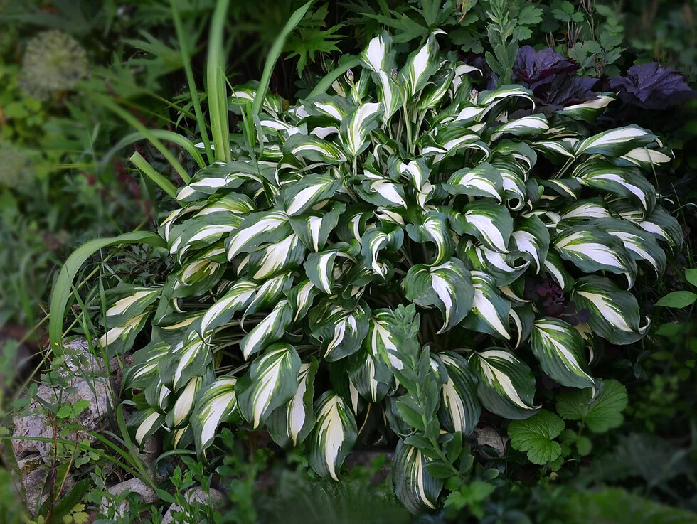 HOSTA~MEDIOVARIEGATA~PERENNIAL SHADE PLANT FOCAL POINT LAVENDER HUMMINGBIRD LILY gallery