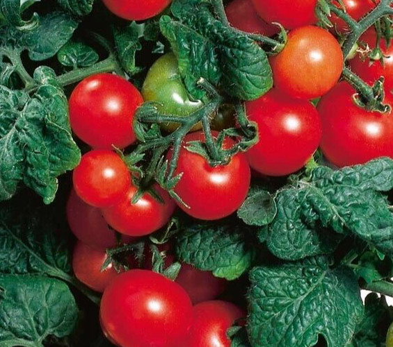 Heirloom Red Robin Tomato Seeds Micro-Dwarf Container, Hydroponic, 25 seeds gallery