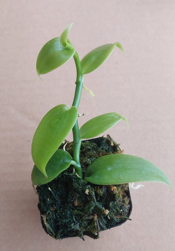 Vanilla Bean Orchid - Vanilla planifolia ROOTED Live Plant in a Pot gallery