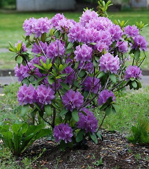 ( 1 ) - Catawba Boursault Rhododendron - Starter Plant ( 7L ) ( 1 live plant ) gallery