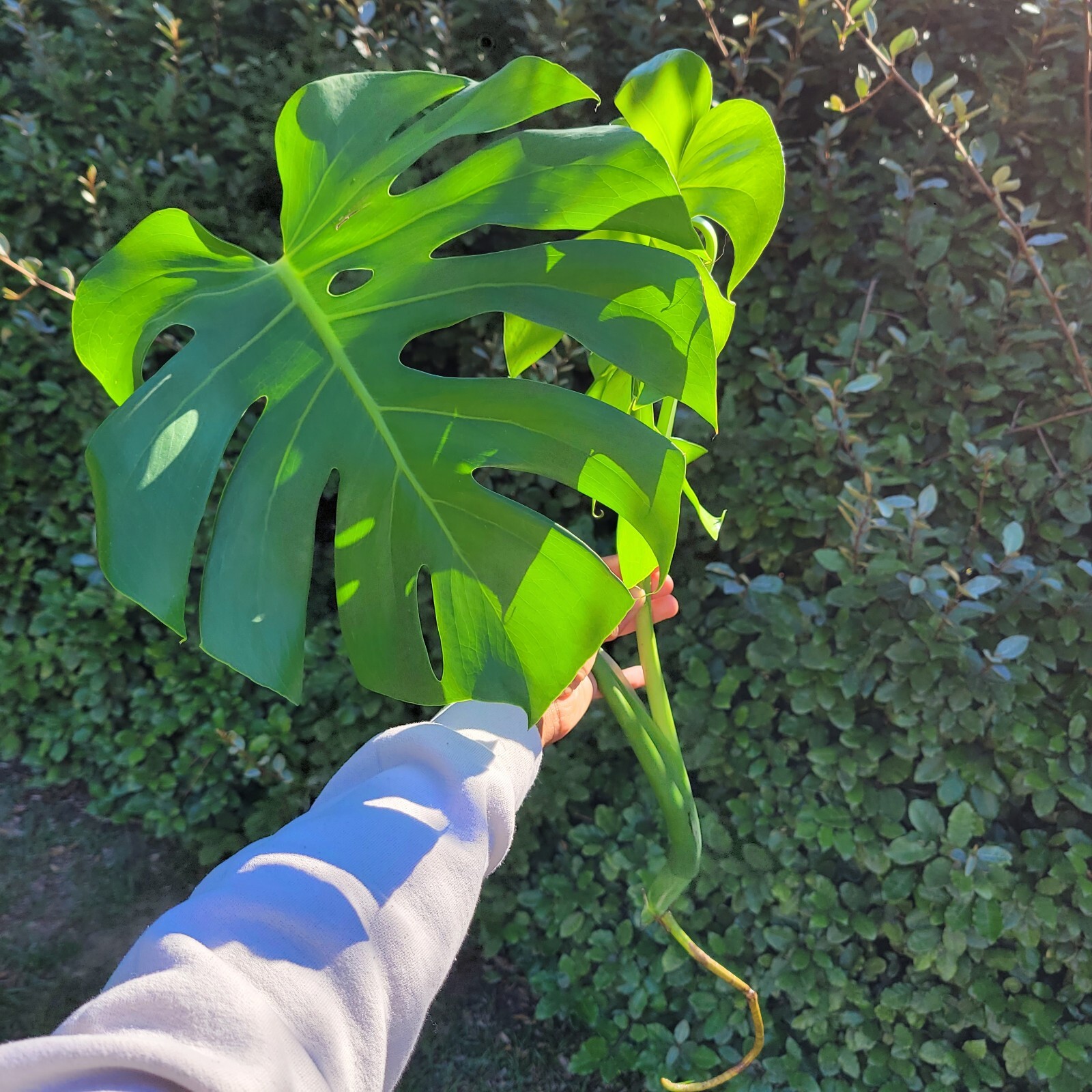 Large Monstera Deliciosa Rooted Cutting, Tropical Live Plant, Swiss Cheese Plant gallery