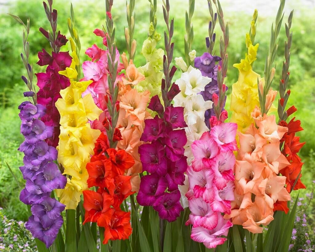 Gladiolus Bulbs - Mixed Colors gallery