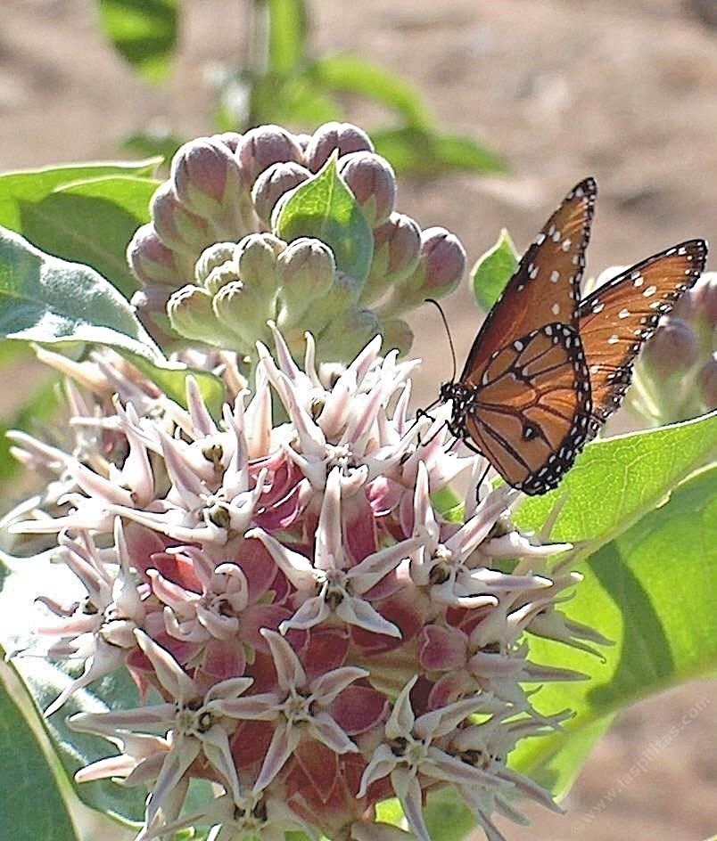 51+SHOWY MILKWEED Seeds Native Wildflower Container Flower Garden Heat Cold Easy gallery