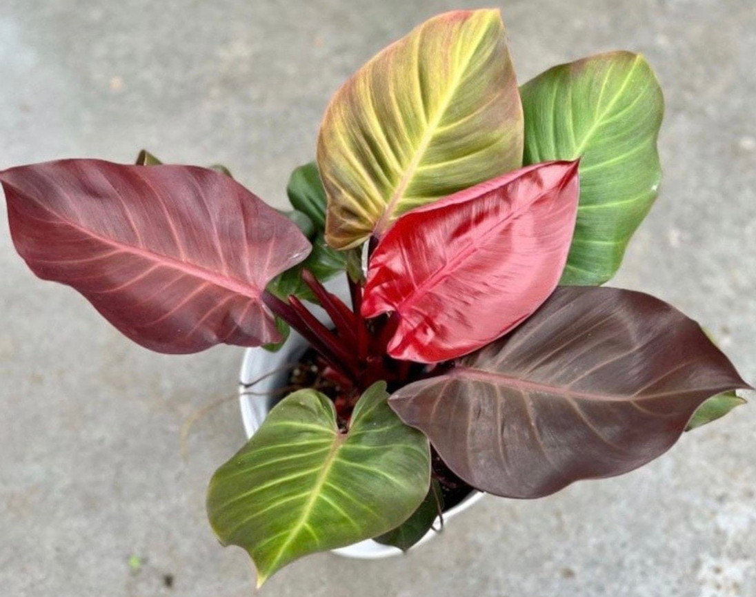 Philodendron Red Sun 3 Pack Starter Plants Live Rare Aroid Houseplant Gift gallery