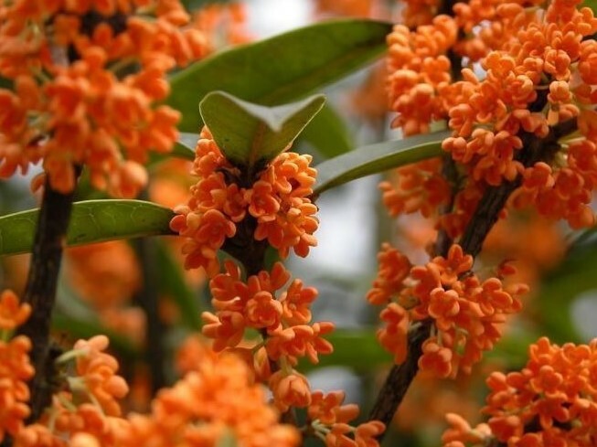 Orange Flowering Fragrant Tea Olive (osmanthus) - Live Plant - Trade Gallon Pot gallery