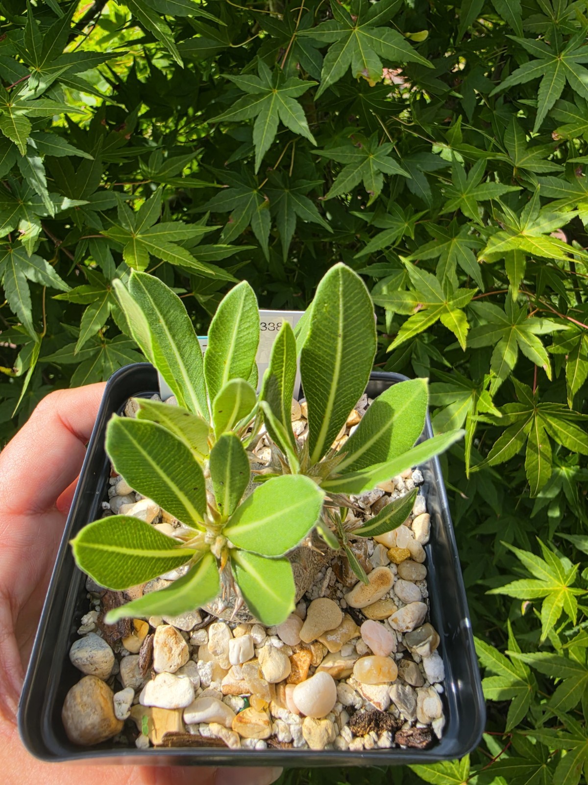 Pachypodium Densiflorum Live Plant 4 In Pot gallery
